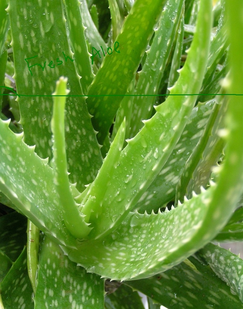 aloevera plant called as heeling plant aloe vera belongs to liliaceae 