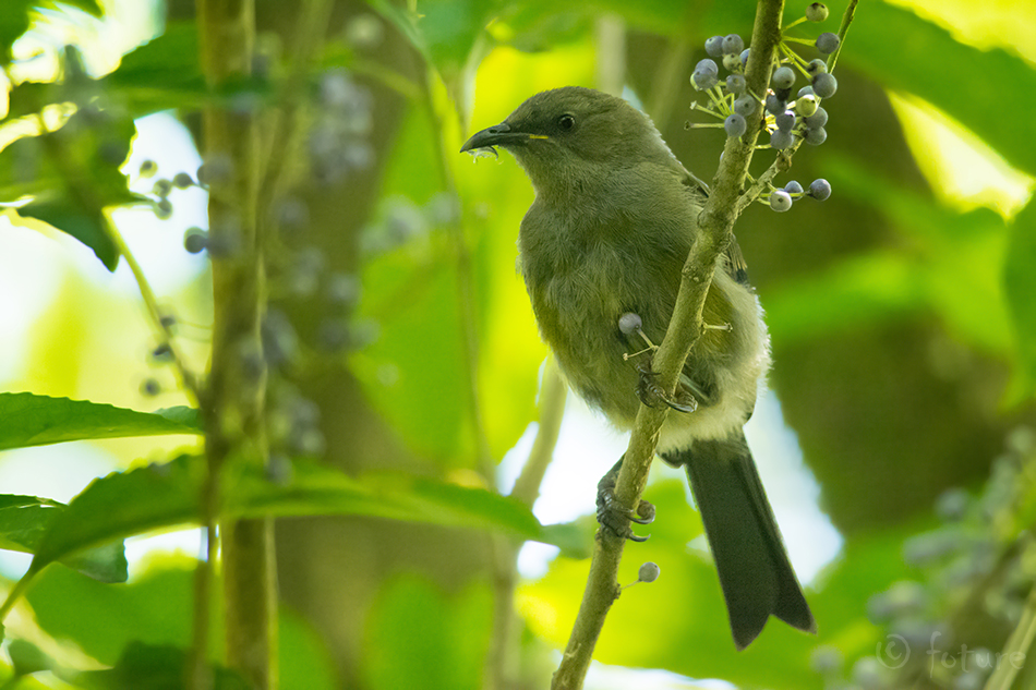 Anthornis melanura, Korimako, New Zealand Bellbird, Makomako, Uus Meremaa, kellalind