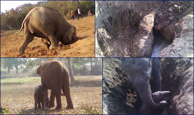 Una Madre Elefante Luchó Durante 11 Horas Seguidas Para Salvar a Su Bebé