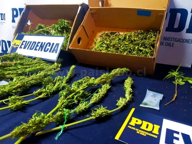 PDI decomiso marihuana