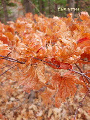 Клён ложнозибольдов (Acer pseudosieboldianum)