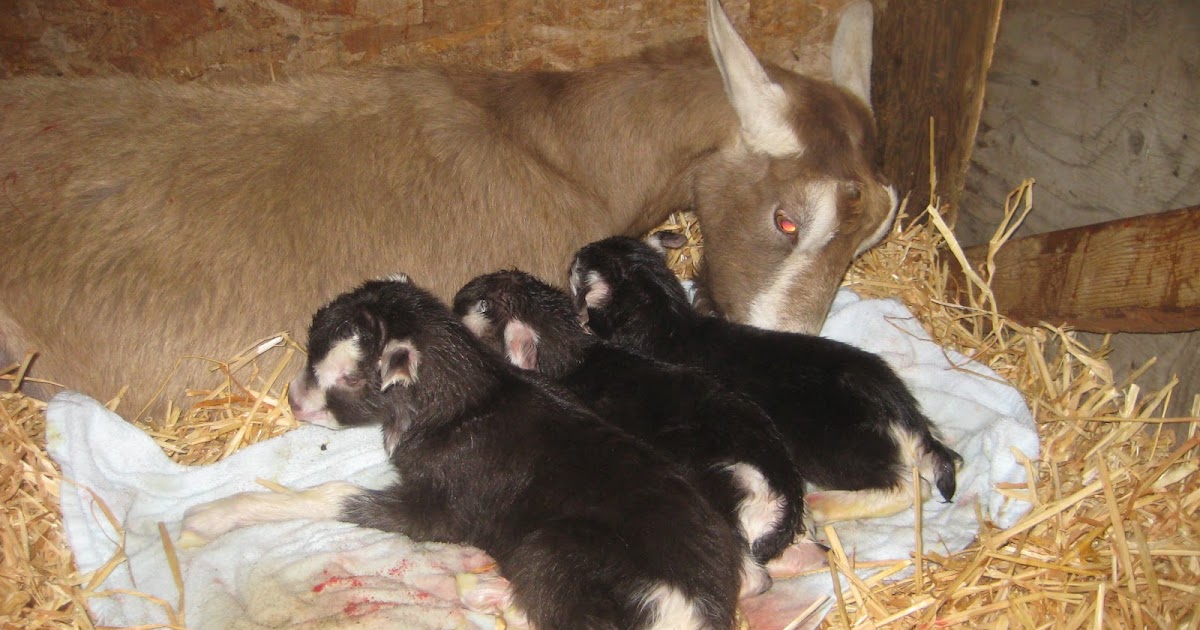 Cadence Dairy Goats: Kidding 2011 starts!