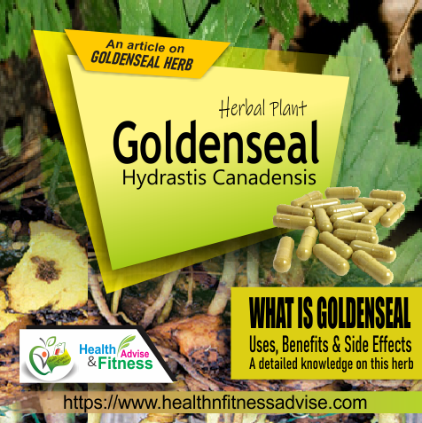 Goldenseal Herb