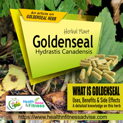 Goldenseal Benefits, Side Effects, Interactions Hydrastis Canadensis, Berberine