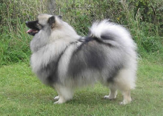 keeshond dog information pets puppy chien loup deutscher wolfsspitz german spitz