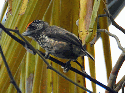 Arrowhead Piculet