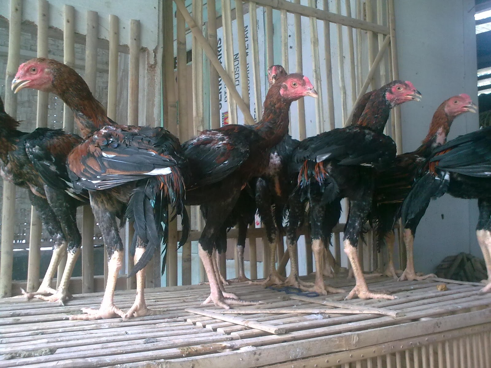 Koleksi Gambar Ayam Konyol Gambar Gokil