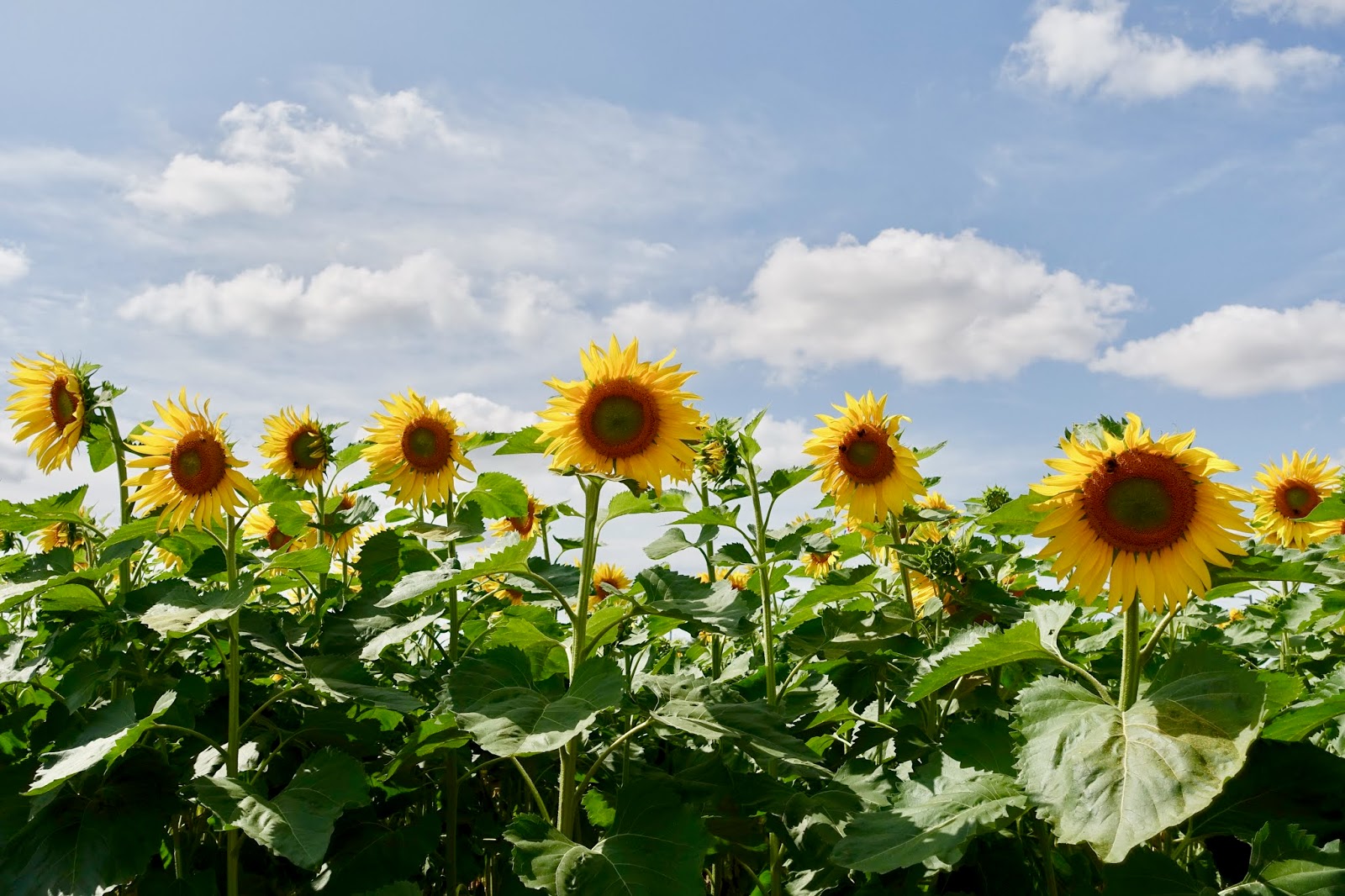Hanhabelle Sunflower Field Writtle England