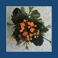 Kalanchoe