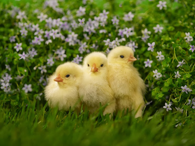 Cute Beautiful Chickens HD Wallpaper Free