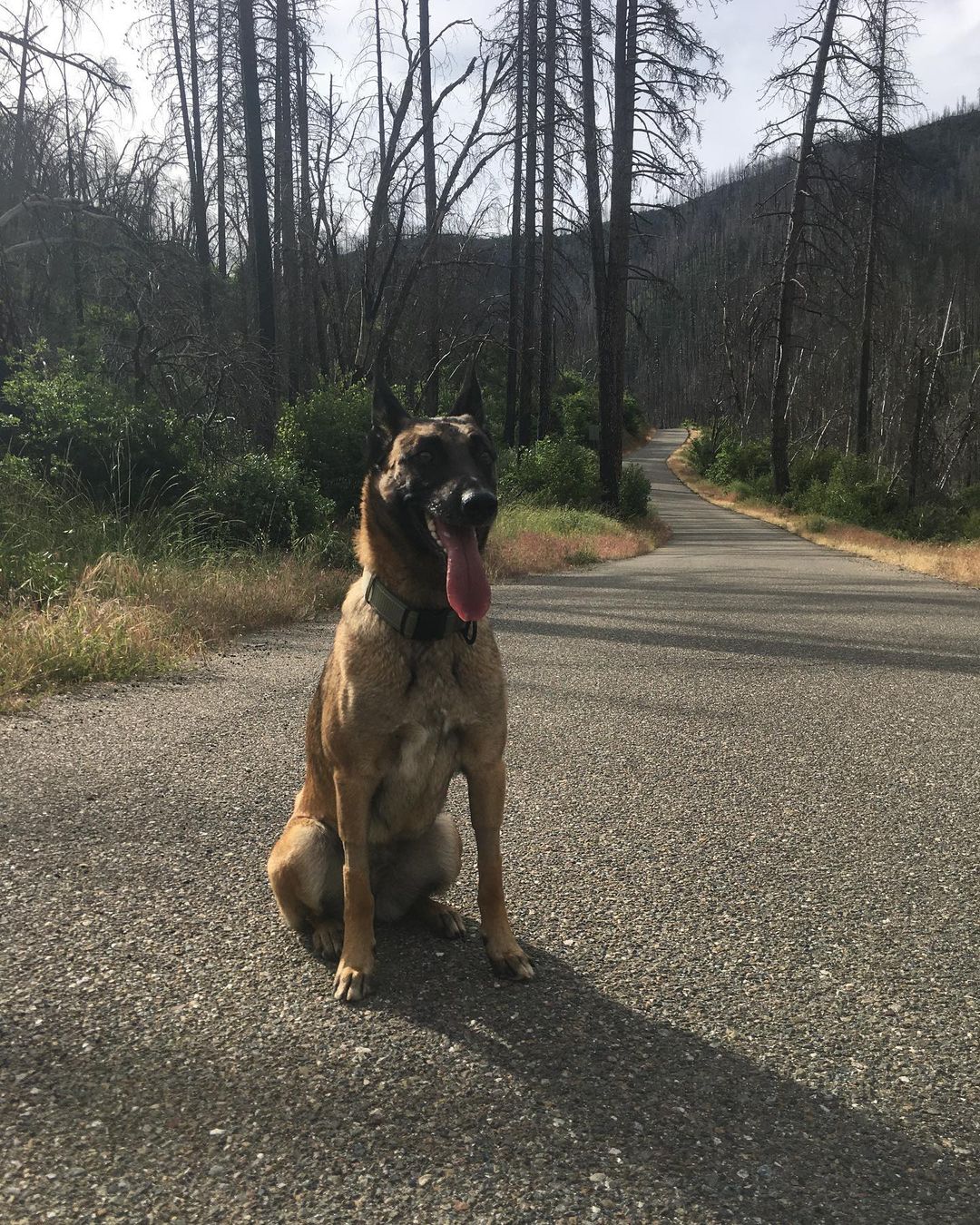 Hero dog saves her owner from mountain lion attack