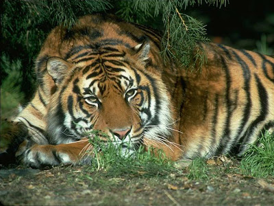 Animal Wallpaper 1024 768 - Indochinese Tiger Laying Down On Ground