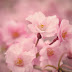 Pink Flower Wallpaper