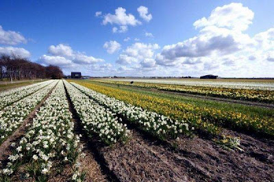 Tulip fields Netherlands