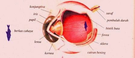 Mata Proses Melihat atau Mekanisme Penglihatan 