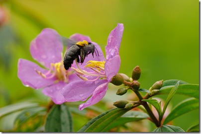 macroBee