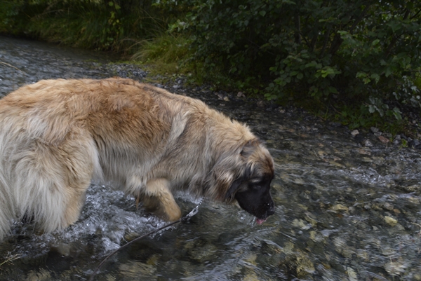 leonberger