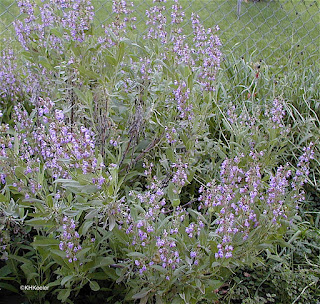 sage, Salvia officinalis