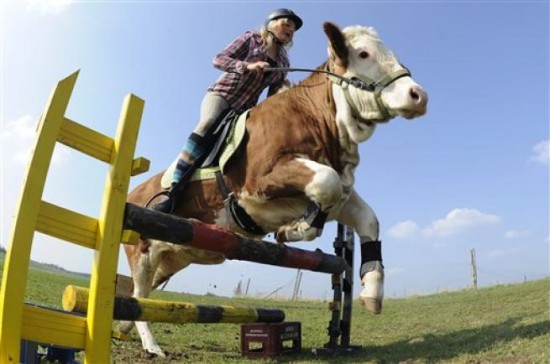German Girl Trains Cow as a Show Horse