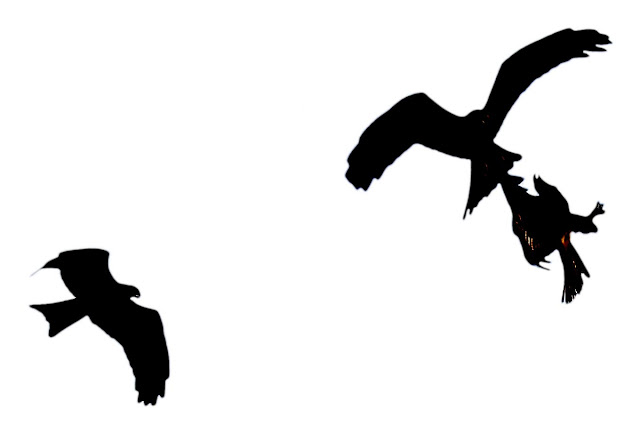 birds silhouetted against a white background