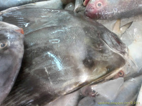 Ikan Telinga Gajah