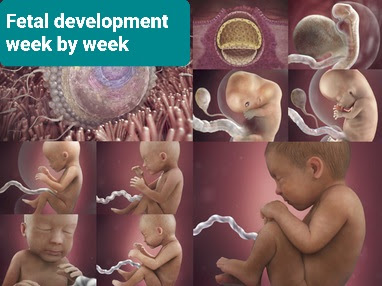 مراحل الحمل و نمو الجنين بالأسبوع  Fetal development week by week