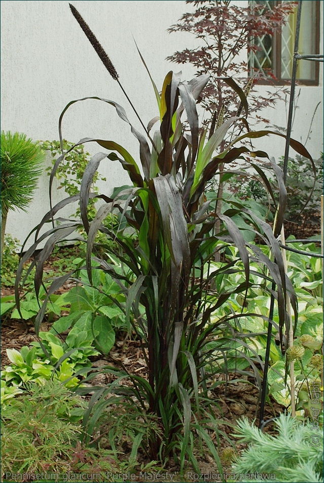 Pennisetum glaucum 'Purple Majesty' - Rosplenica perłowa, proso afrykańskie