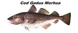 Cod Gadus Morhua, o bacalhau autêntico