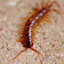 Centipede’s Venom: A Potential Breakthrough in Kidney Disease Treatment