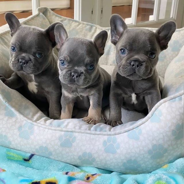 55 Top Pictures Bulldogs For Sale Near Me / Never Underestimate The Influence Of French Bulldogs For Sale Near Me French Bulldogs For Sale Near Me French Bulldog Puppies Cute Dogs Bulldog Puppies