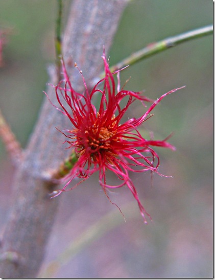 Casuarina-flower-web