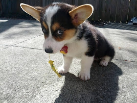 puppy eats leaf, funny animal pictures, animal photos, funny animals