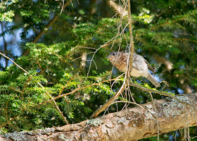 rescued male eastern bluebird fledgling in hemlock tree
