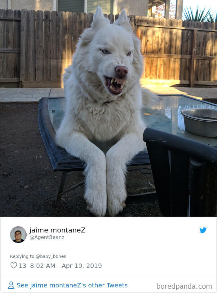 30 Adorably Unflattering Pictures Of Pets