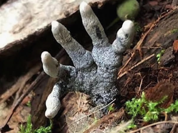 The Dead Man's Fingers | Xylaria Polymorpha | A Corpse Reaching Out From the Earth