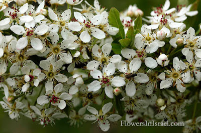 Груша сирийская (Pyrus syriaca)