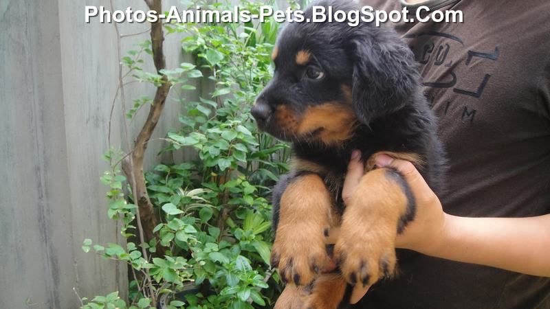 rottweiler puppies