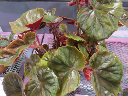 Philadelphia Flower Show 2019- Begonia