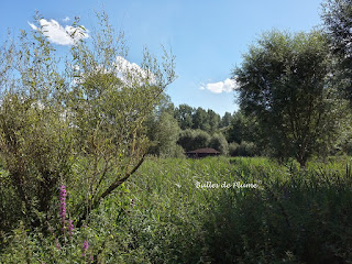 Balade dans les marais de la Marque (Bonance)