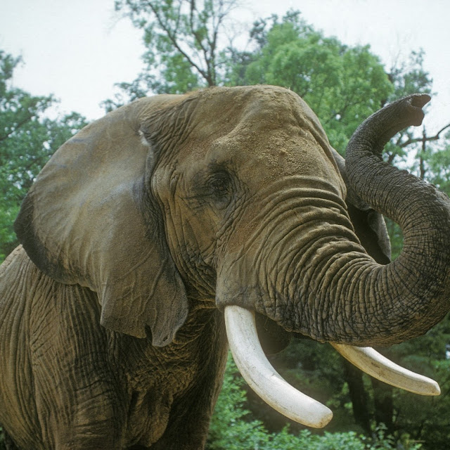 Foto Foto Binatang Gambar  Gajah