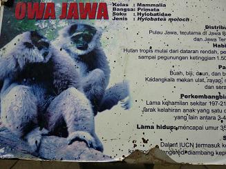 PETUNGKRIYONO Seri Satwa Asli Petungkriyono Owa  Jawa 