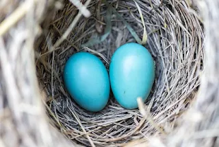 Green roofs can be good for nesting birds!