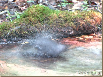 birding high island_058