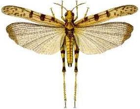 locust attack,locust attack in india 2020,locust swarm attack,locust attack in pakistan