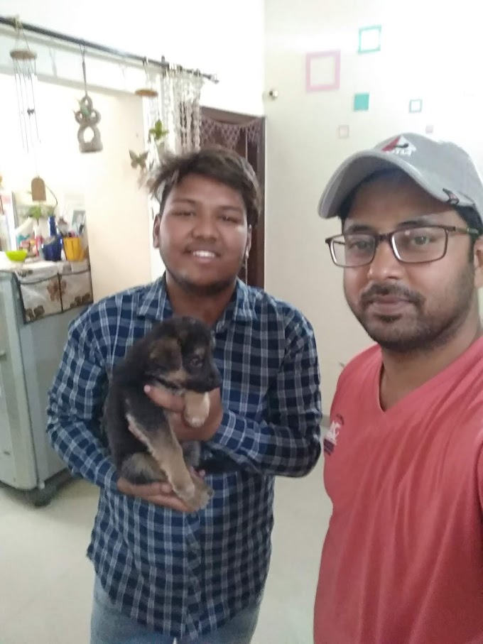 Before getting a German Shepherd puppy and after getting German Shepherd puppy