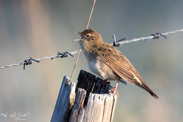 Grasshopper warbler