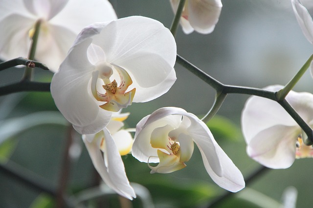 Os Segredos Revelados Sobre Como Cuidar de Orquídeas Corretamente