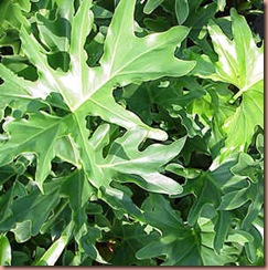 Philodendron300
