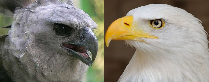 Harpy Eagle Vs Bald Eagle Fight