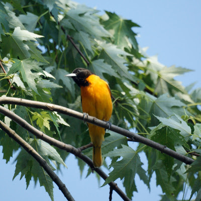 Oriole